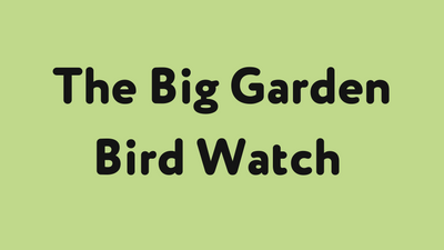 The Big Garden Bird Watch