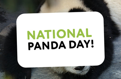 National Panda Day!