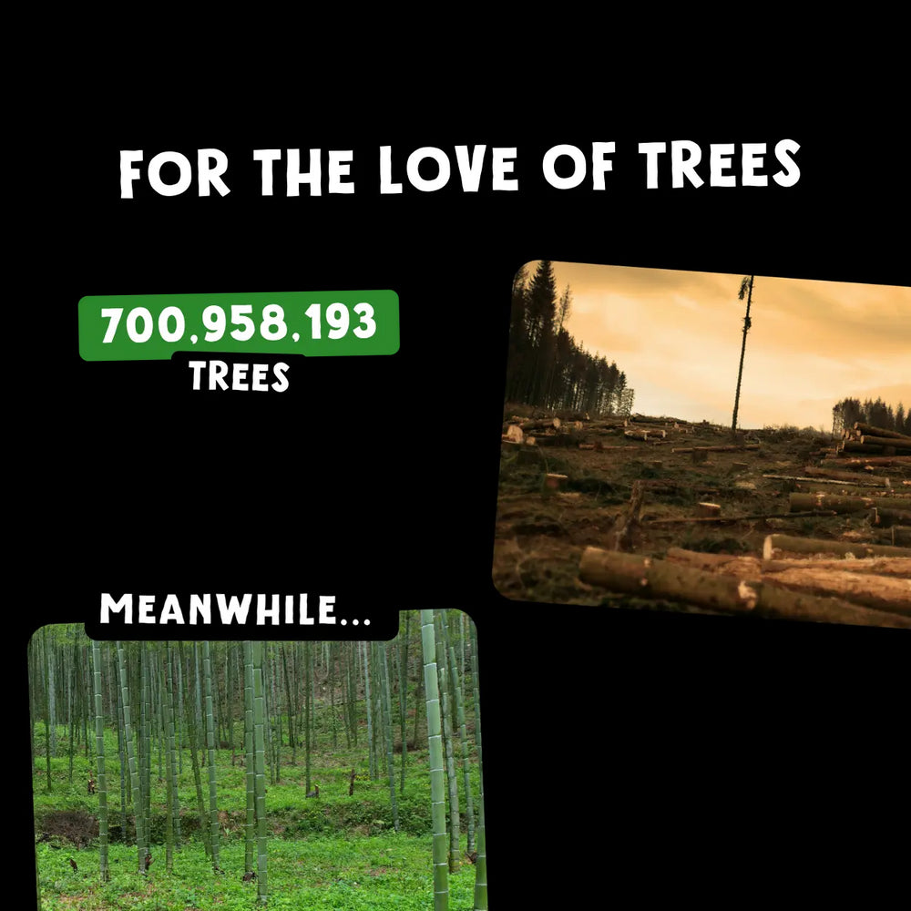 Image showcasing bamboo over tree usage with text and images of logging and bamboo.