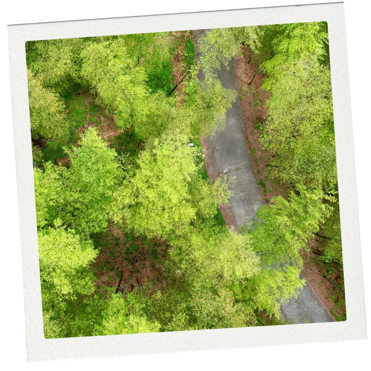 Bamboo forest in China, aerial view Bamboo forest in China, aerial view