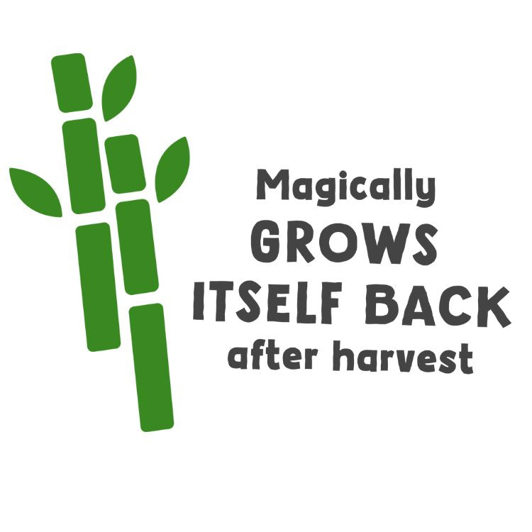 Green bamboo stalks and leaves on a white background, accompanied by text 'Magically GROWS ITSELF BACK after harvest'. Green bamboo stalks and leaves on a white background, accompanied by text 'Magically GROWS ITSELF BACK after harvest'.