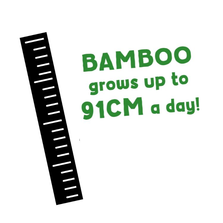 Black ruler with green text stating 'BAMBOO grows up to 91CM a day!' on a white background Black ruler with green text stating 'BAMBOO grows up to 91CM a day!' on a white background