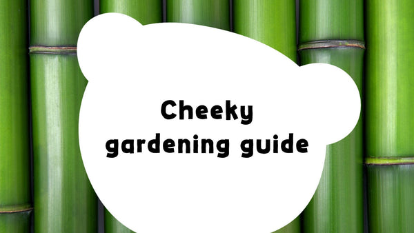 A green-fingered guide to gardening (National Allotment Week!)