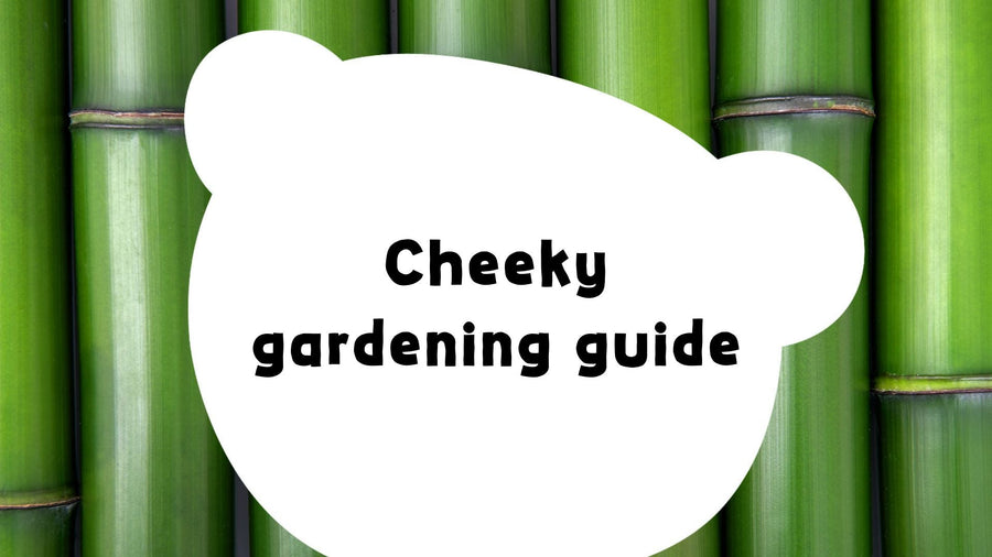 A green-fingered guide to gardening (National Allotment Week!)