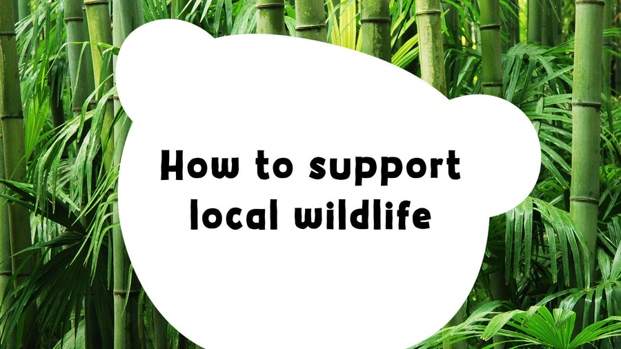 Ways to Support Local Wildlife this Springtime