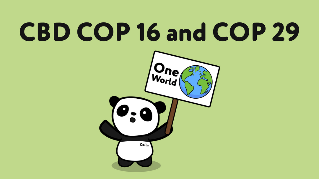 CBD COP 16 and COP 29