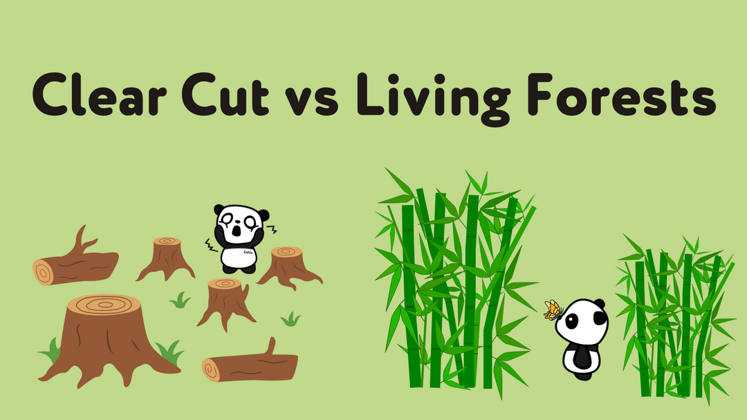 Clear Cut vs. Living Forests