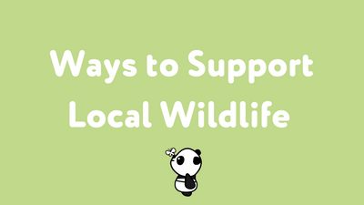 Ways to Support Local Wildlife this Springtime