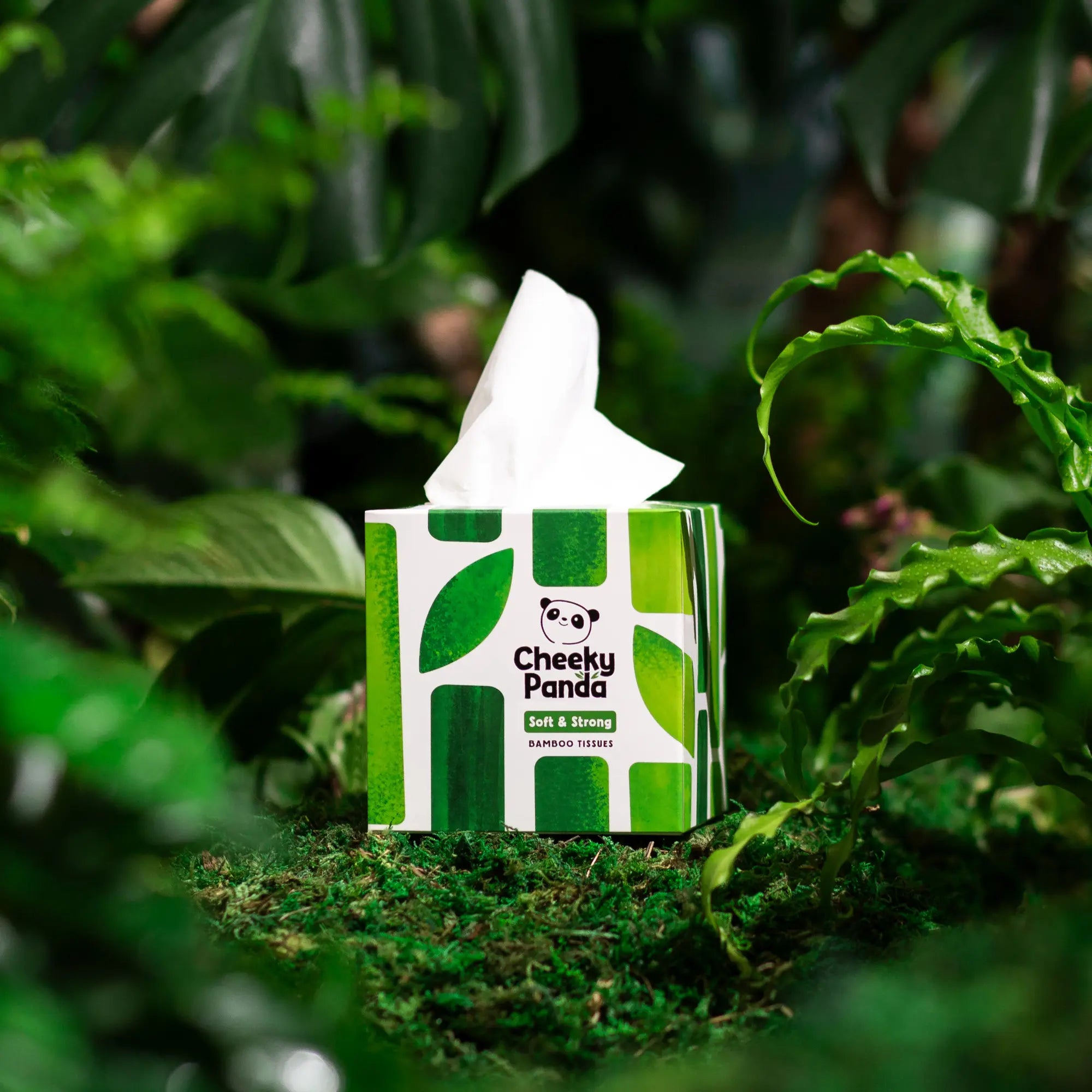 Cheeky Panda cube tissue box with a tissue pulled out, surrounded by greenery.