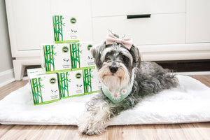 Cute dog with cube boxes of Tissue from the Cheeky Panda