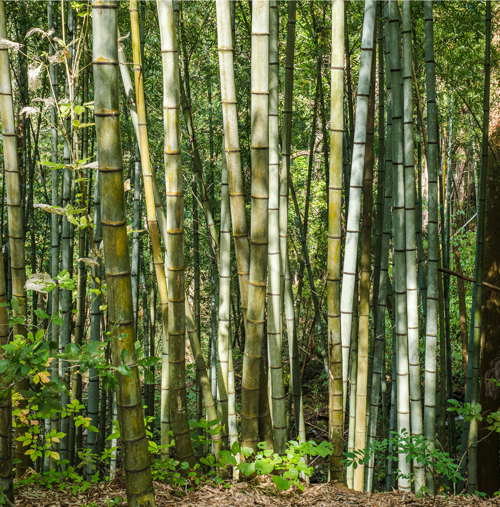 JOIN THE PANDA PACK AND SAVE 10%